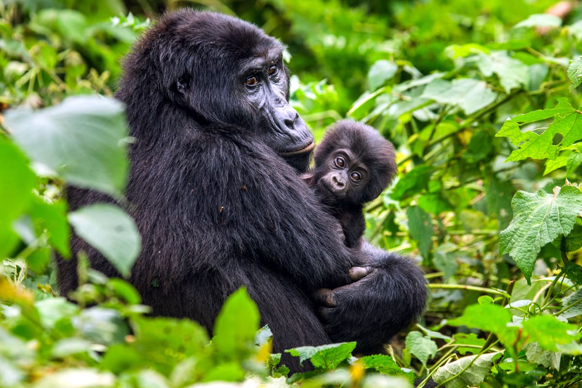 Female mountain gorilla and baby in Bwindi Impenetrable Forest, Uganda