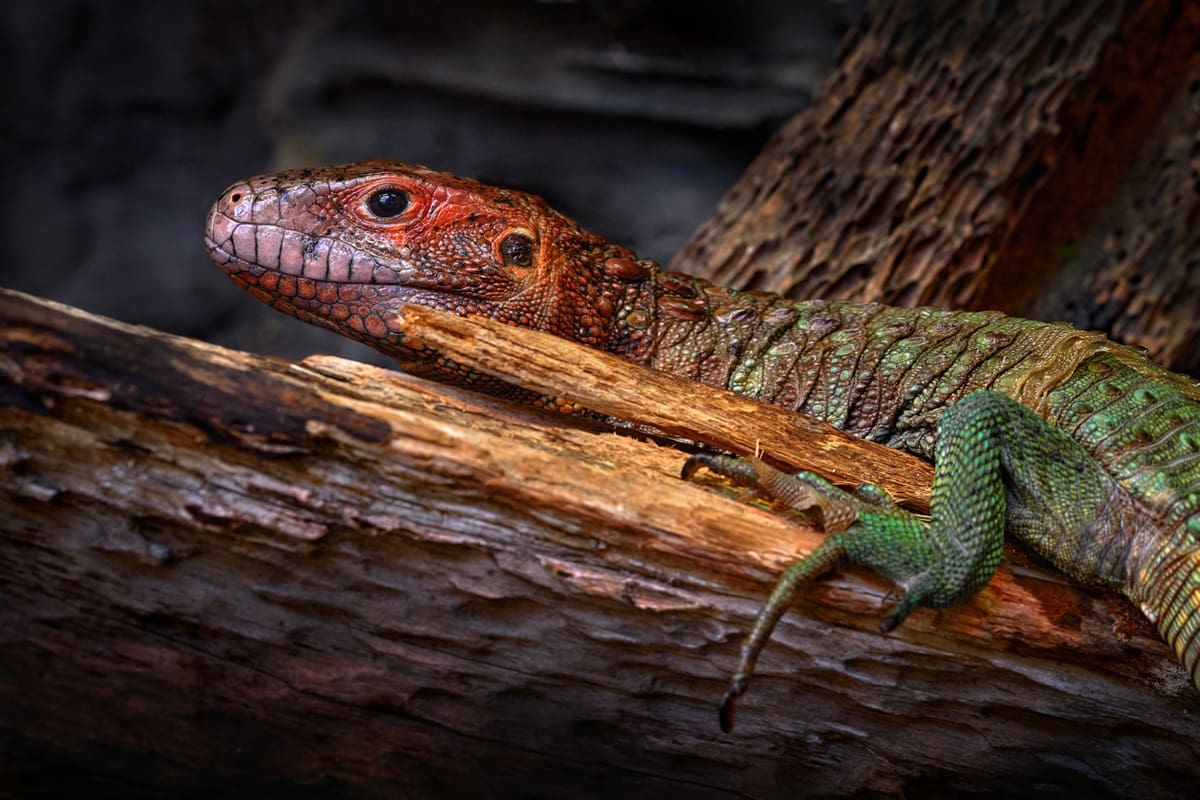 Guyana caiman lizard