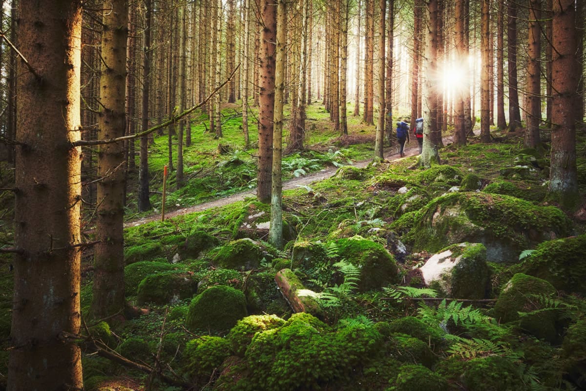 Hiking on the John Bauer trail in the dense forests of Småland - imagebank.sweden.se/Patrik Svedberg