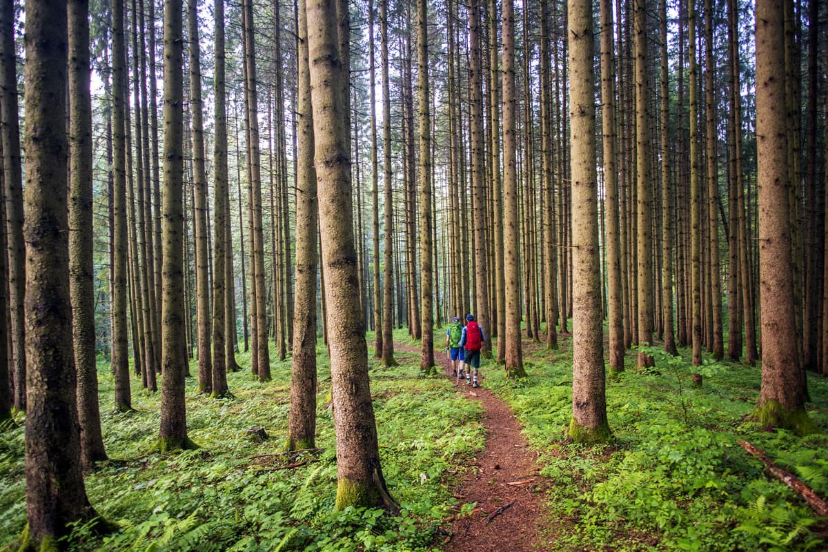 Trekking in Germany's Black Forest