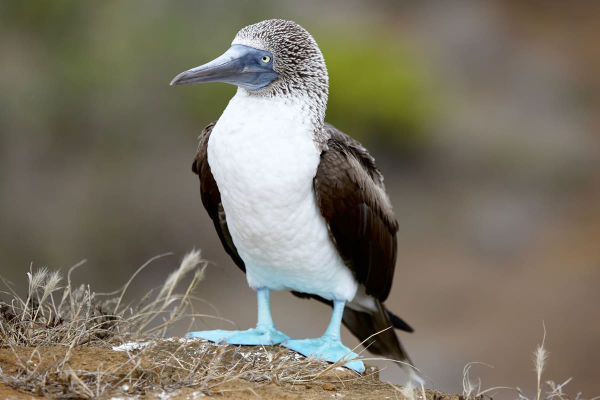 Blue footed booby of the Galapagos