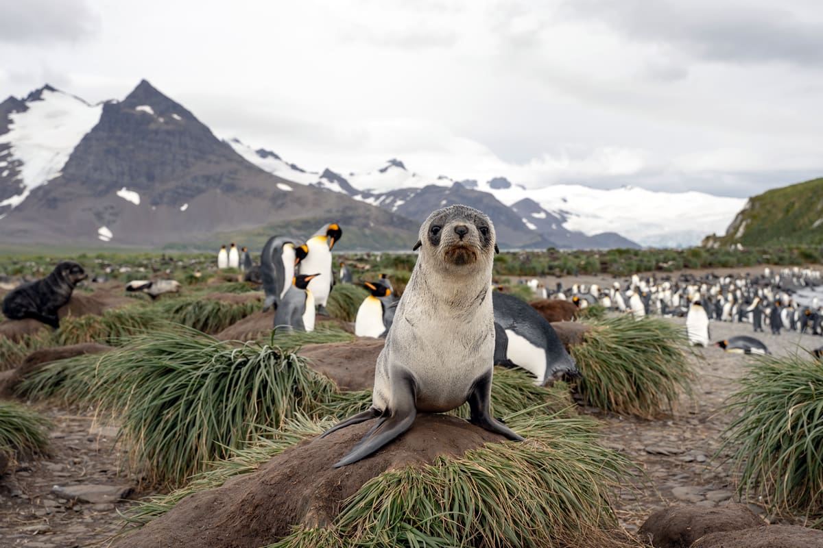 Fur seal pup and king penguins in South Georgia