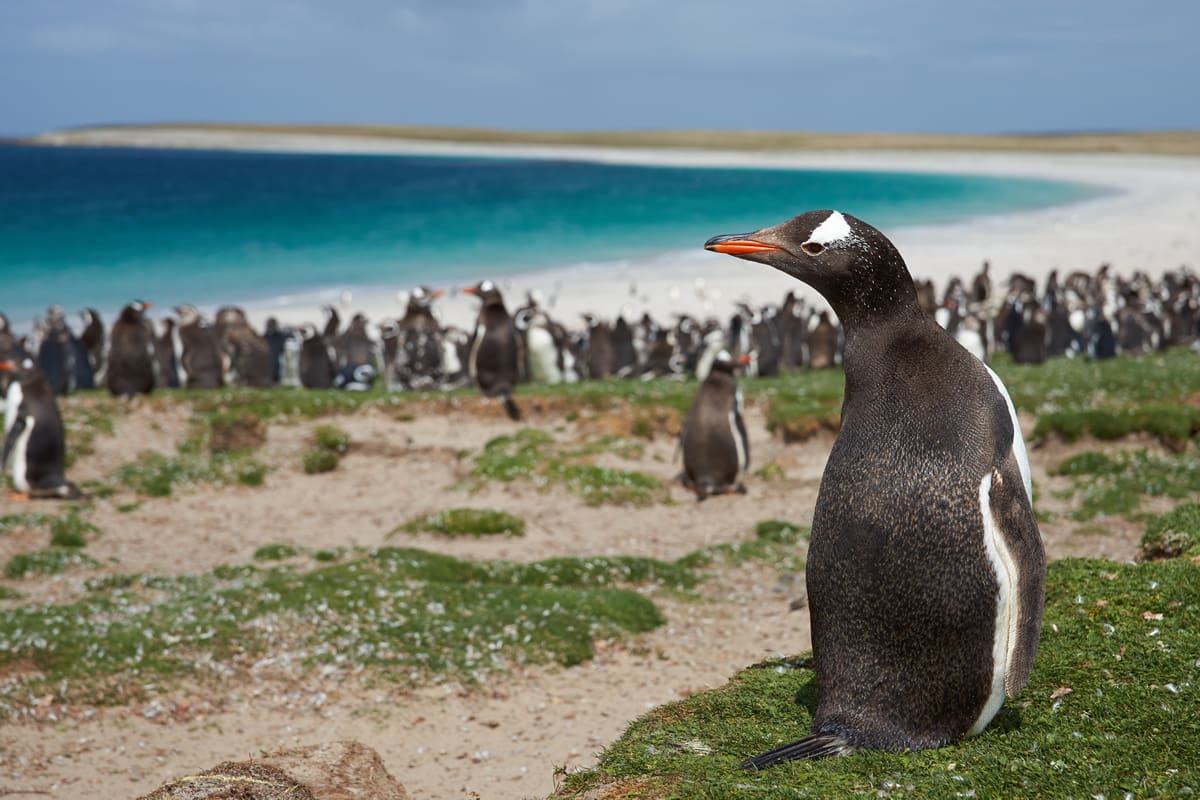 Gentoo penguins on Bleaker Island, the Falklands