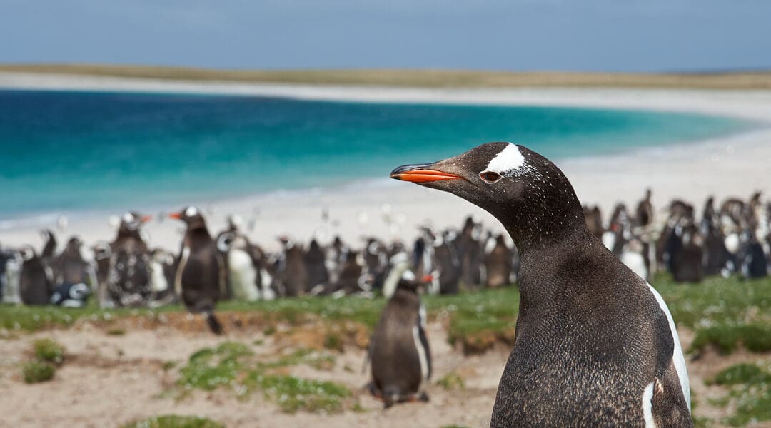 The Falkland Islands
