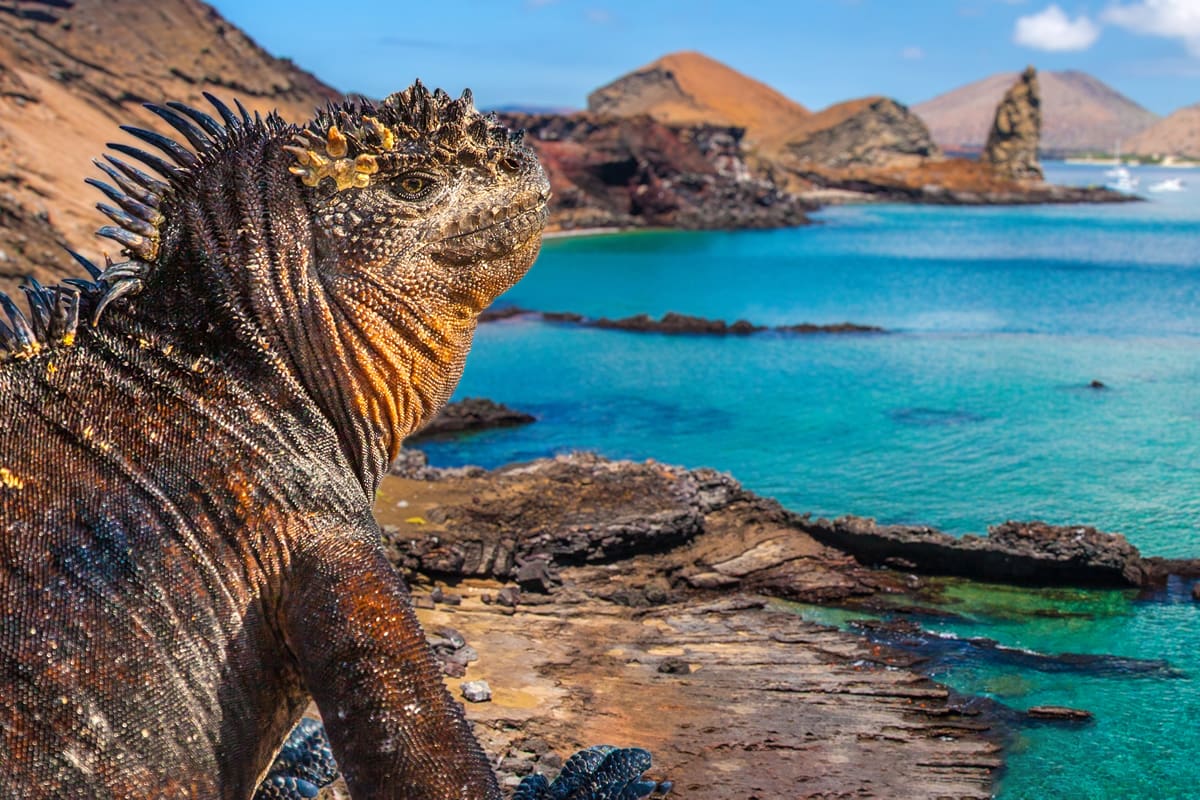 Marine iguana, Galapagos Islands