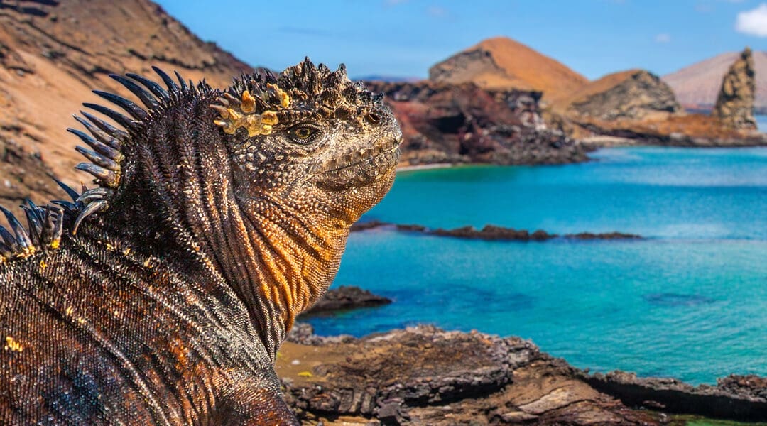 Galapagos Cruising