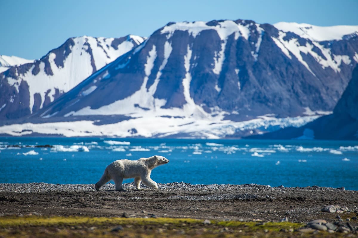 Polar bear in South Spitsbergen