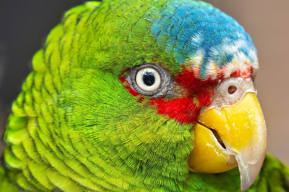 White-fronted Amazon parrot