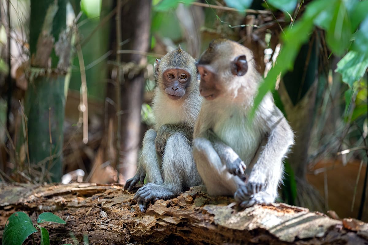 Wild monkeys in Khao Sok National Park, Thailand