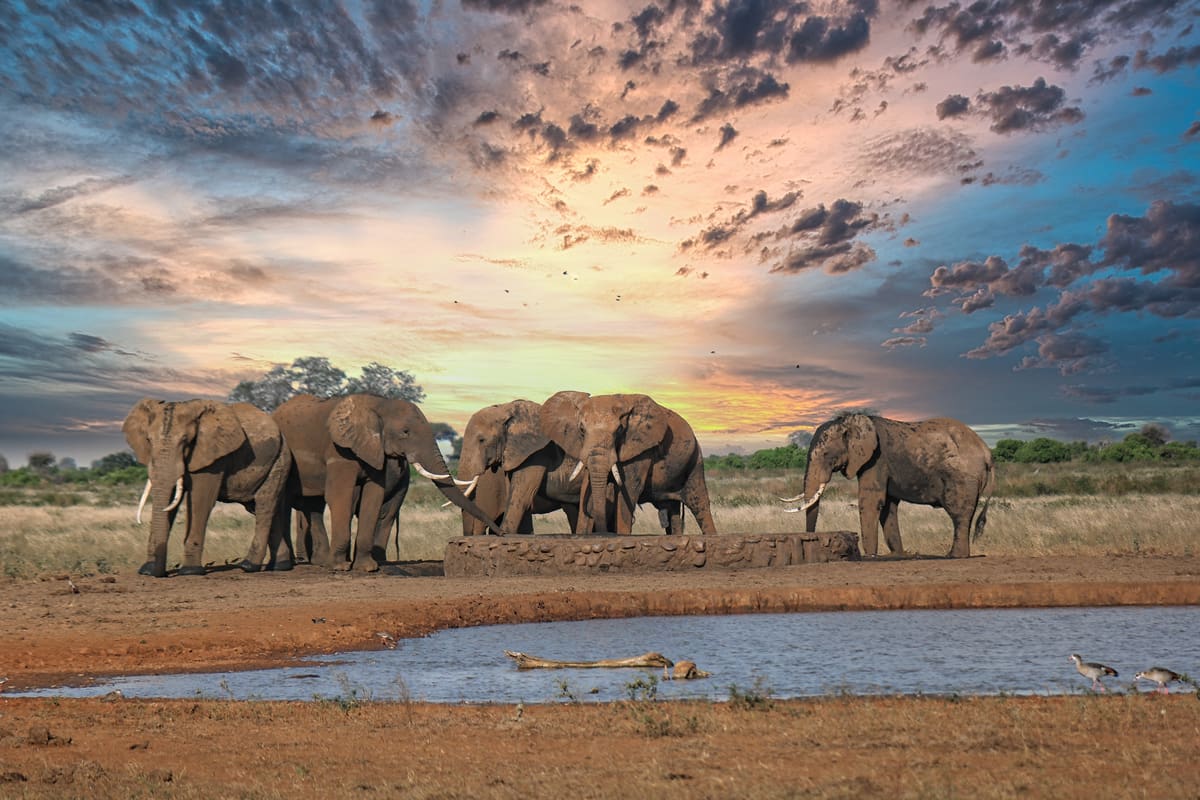 Elephants, Tanzania