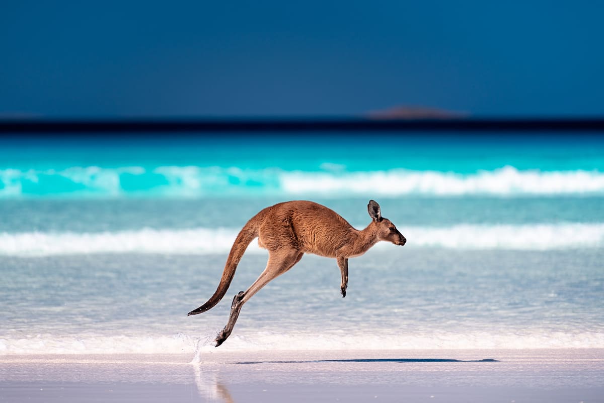 Kangaroo on the beach at Cape Le Grand National Park, Western Australia