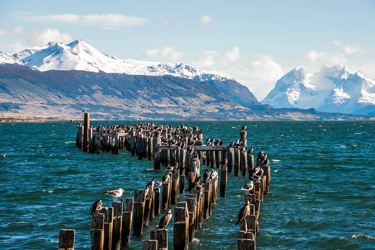 King cormorant colony, Puerto Natales, Chile