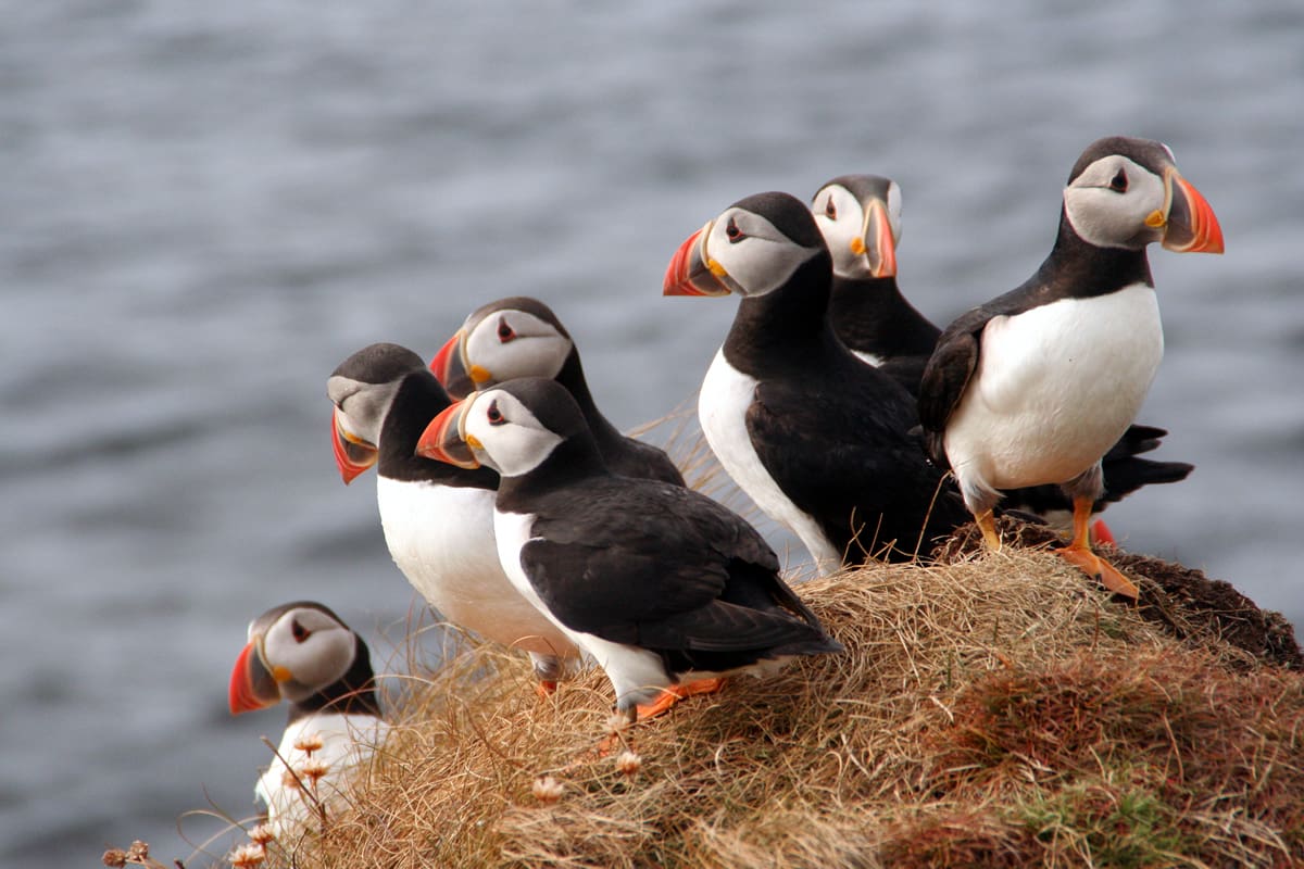 Puffins on the Isle of Westray, Orkney, Scotland