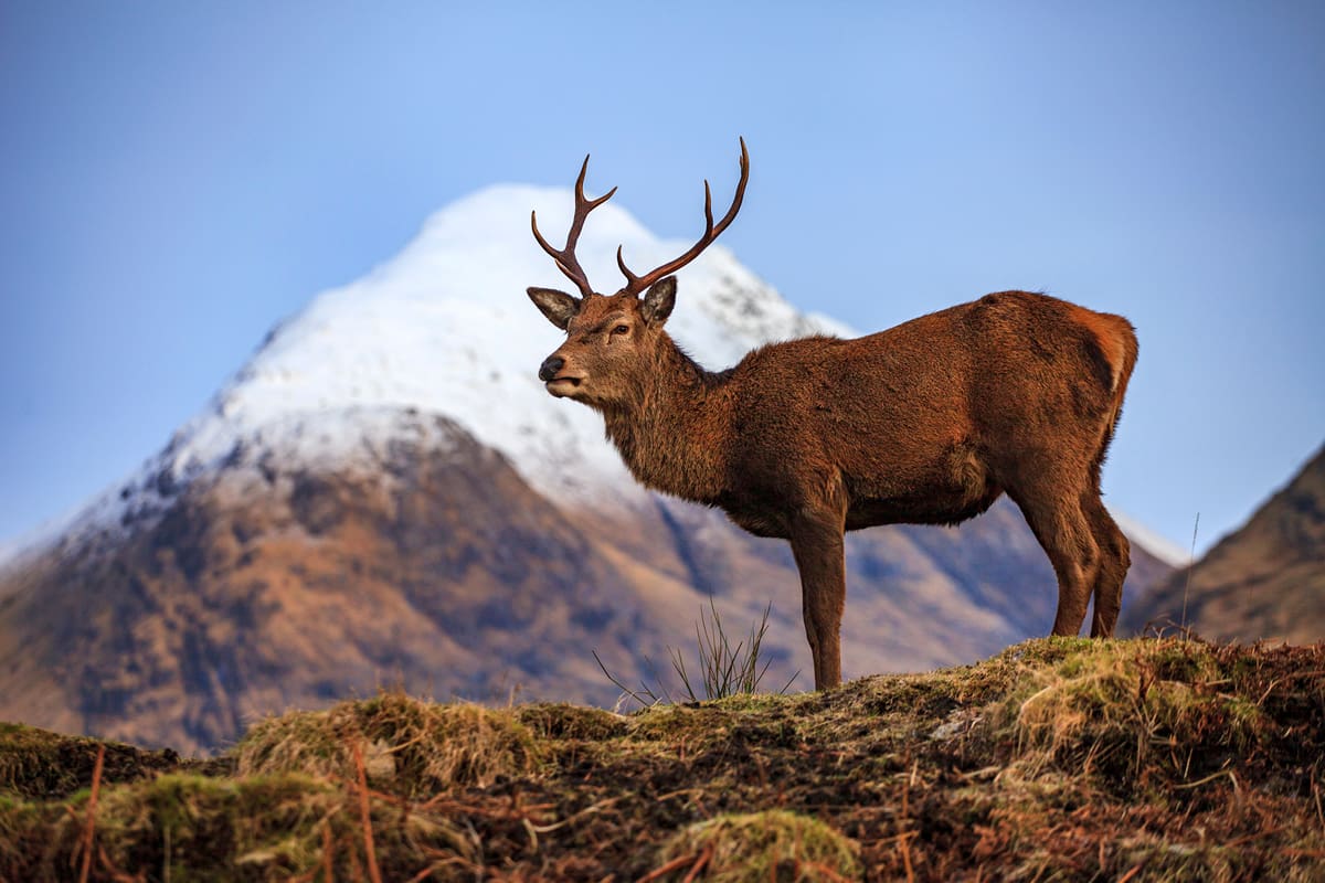 Red deer stag Scottish Highlands