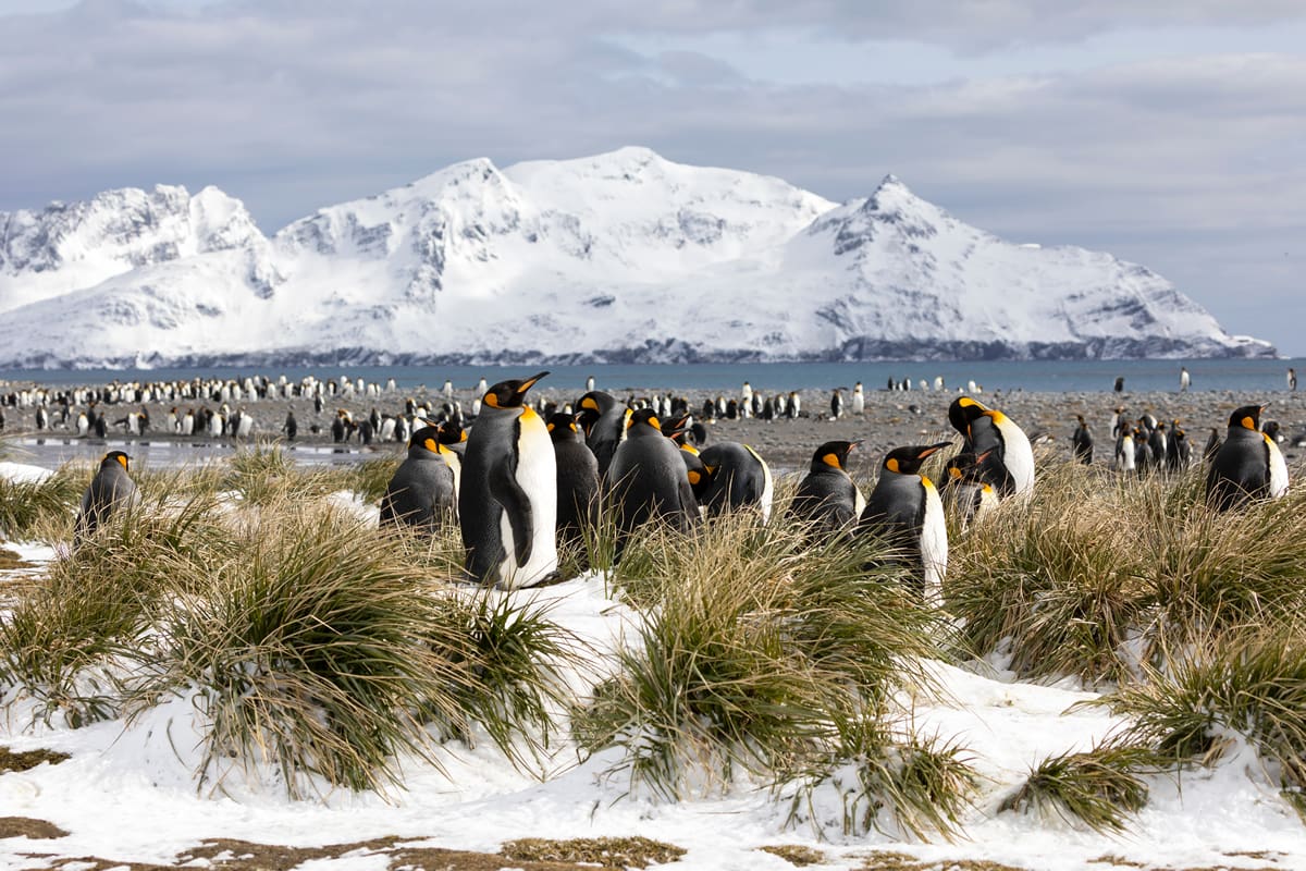 King penguins on Salisbury Plain, South Georgia