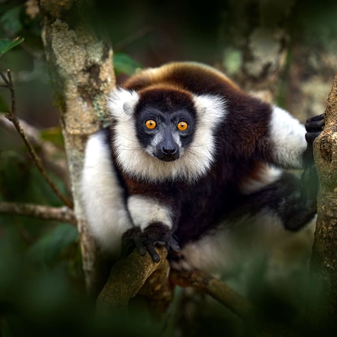 Lemur from the Andasibe-Mantadia National Park, Madagascar Lemur from the Andasibe-Mantadia National Park, Madagascar