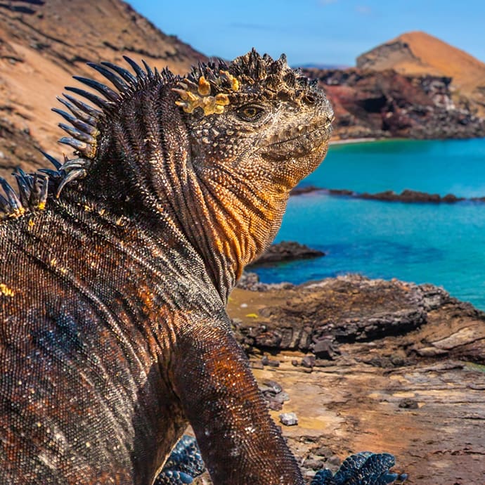 Marine iguana in the Galapagos
