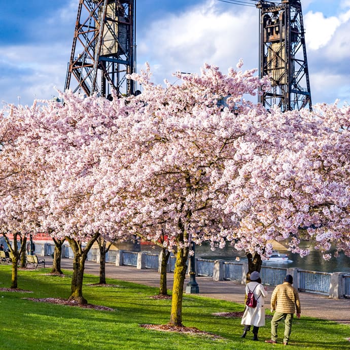 Cherry blossoms along the waterfront - Travel Portland/Diego Diaz Cherry blossoms along the waterfront - Travel Portland/Diego Diaz