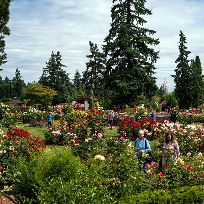 Portland International Rose Test Garden - Travel Portland/Justin Katigbak Portland International Rose Test Garden - Travel Portland/Justin Katigbak