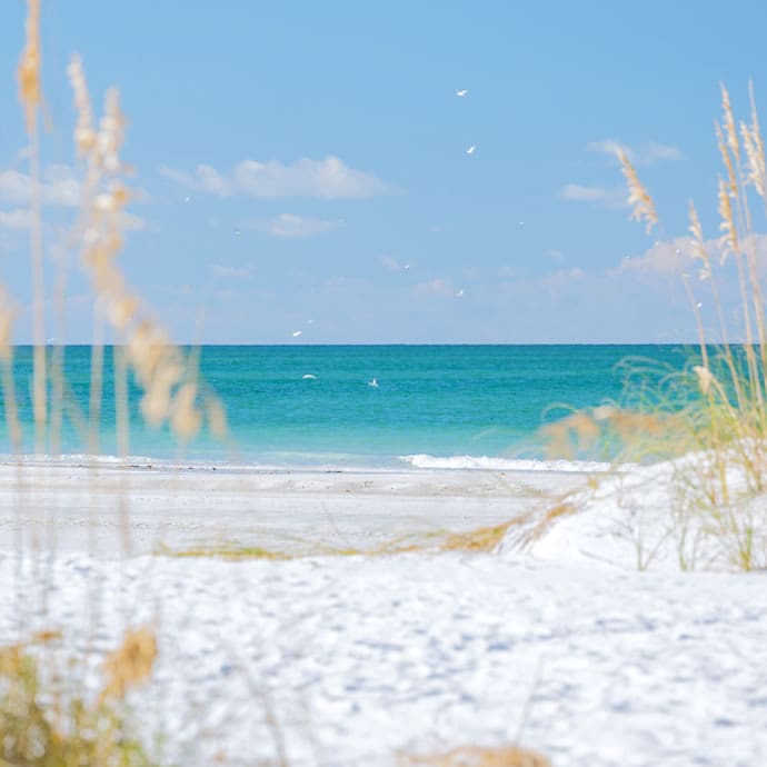 Sea oats on the beach - Bradenton Area Visitors Bureau Sea oats on the beach - Bradenton Area Visitors Bureau