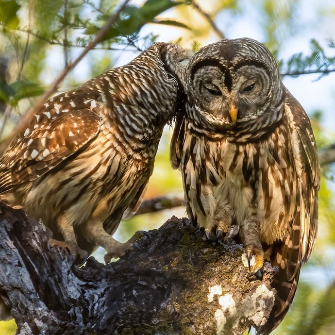 Barred owls, Six Mile Cypress Slough Preserve – Lee County Visitor Convention Bureau/Tom Lonergan