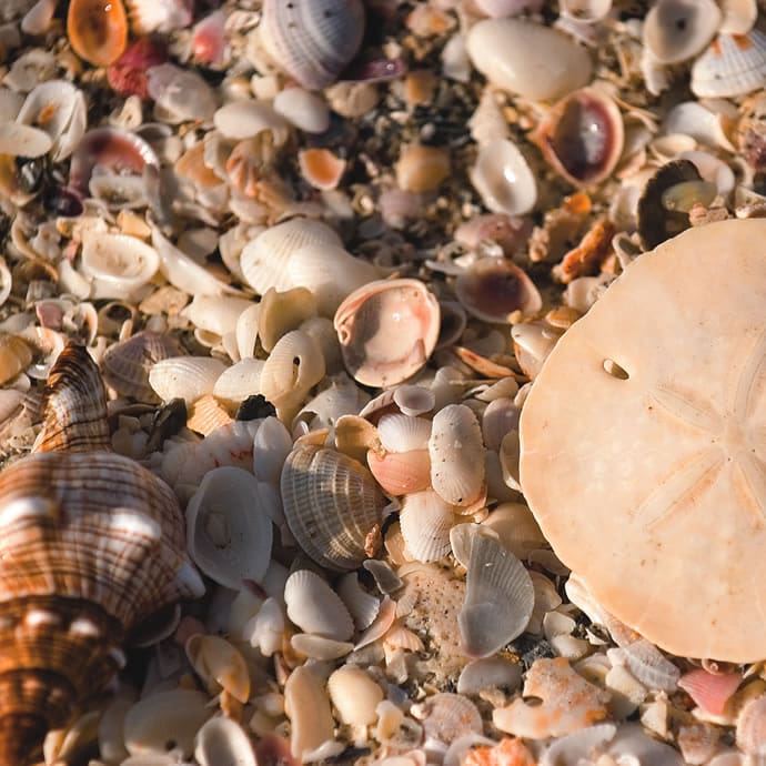 Bailey Matthews Shell Museum - Lee County Visitor Convention Bureau