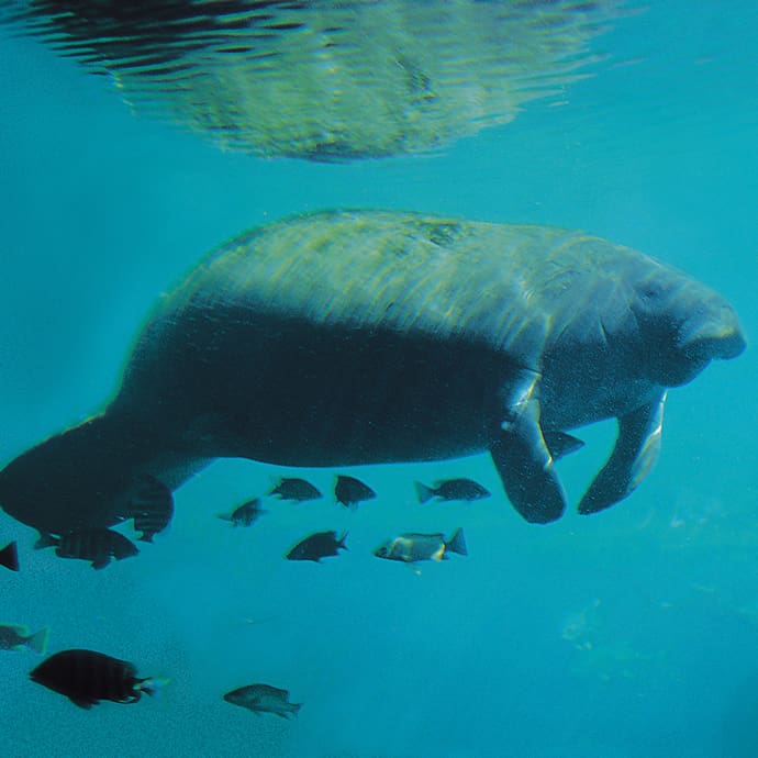 Manatee swimming in the Pine Island Sound - Lee County Visitor Convention Bureau