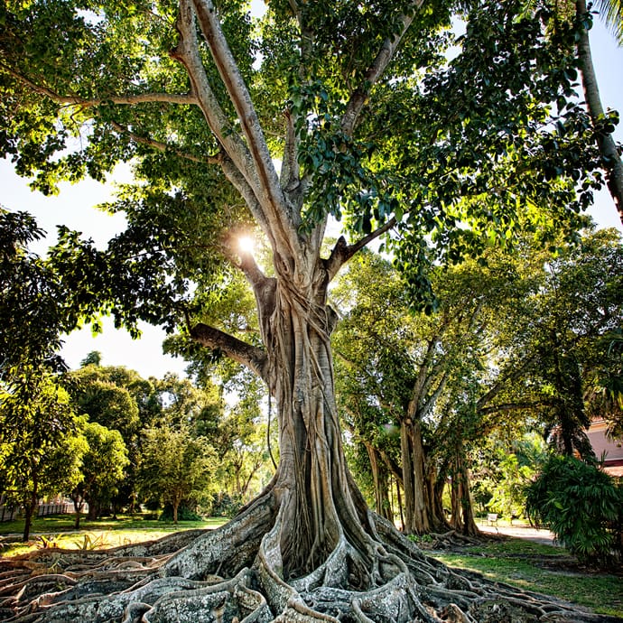 Moreton Bay fig tree in Edison Ford Winter Estates - Lee County Visitor Convention Bureau