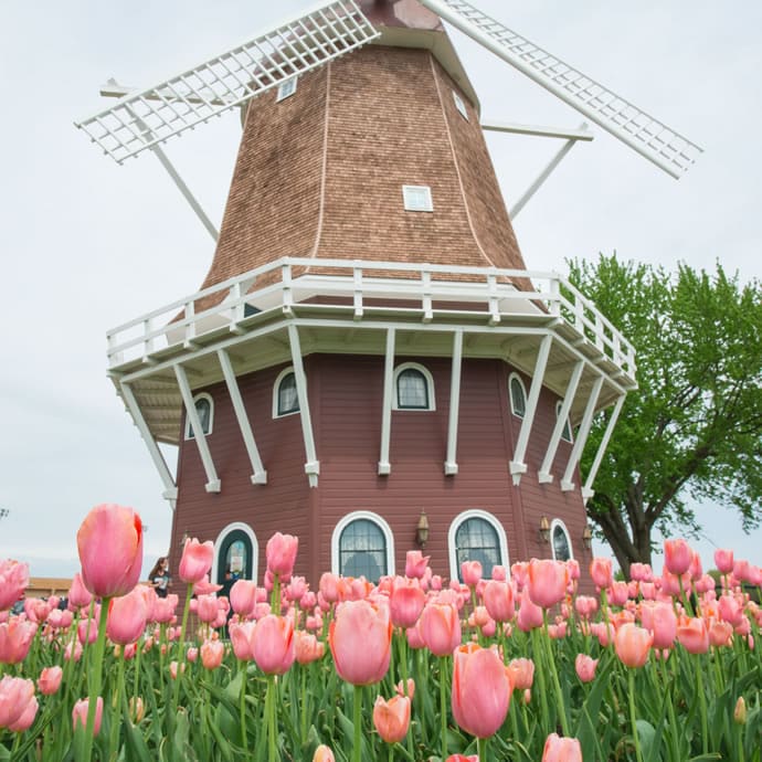 Chamber Tulip Festival Windmill located in Orange City - Travel Iowa