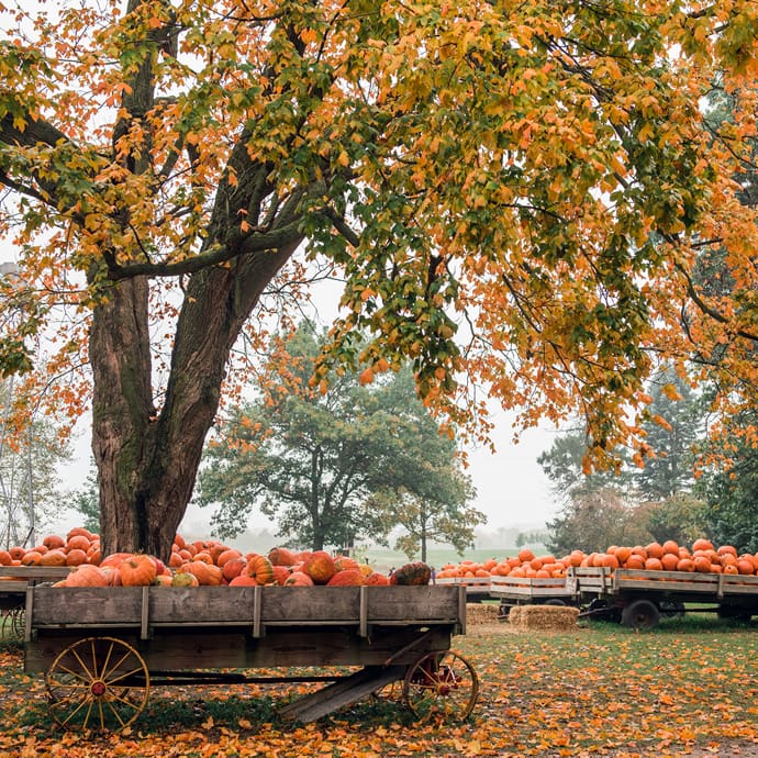 Pumpkins, Howell Tree Farm - Travel Iowa/Madison County Chamber