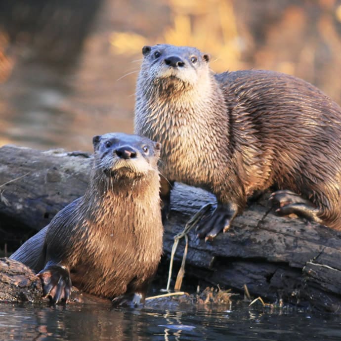 Otters - Travel Iowa