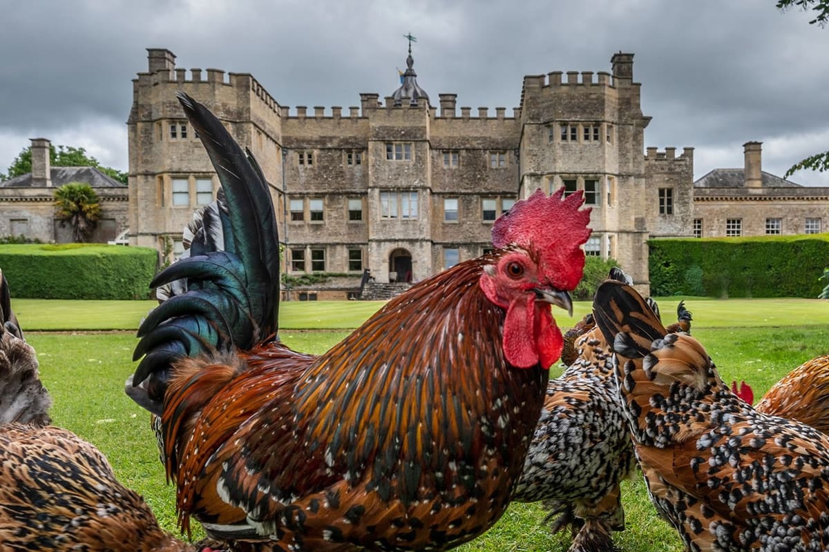 Bantam chickens at Rousham House, Oxfordshire – Visit Britain/Cotswolds Plus/Pete Seaward