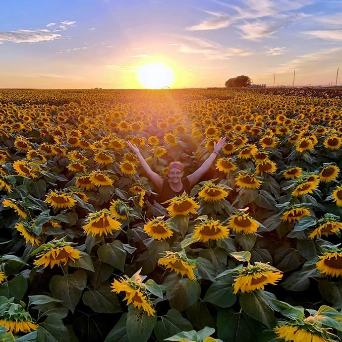 Sunflower sunset - Travel Iowa