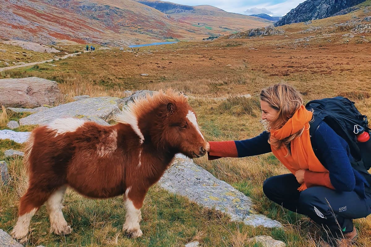 Woman stroking a small wild pony in Snowdonia National Park - Visit Britain/Escape The Smoke