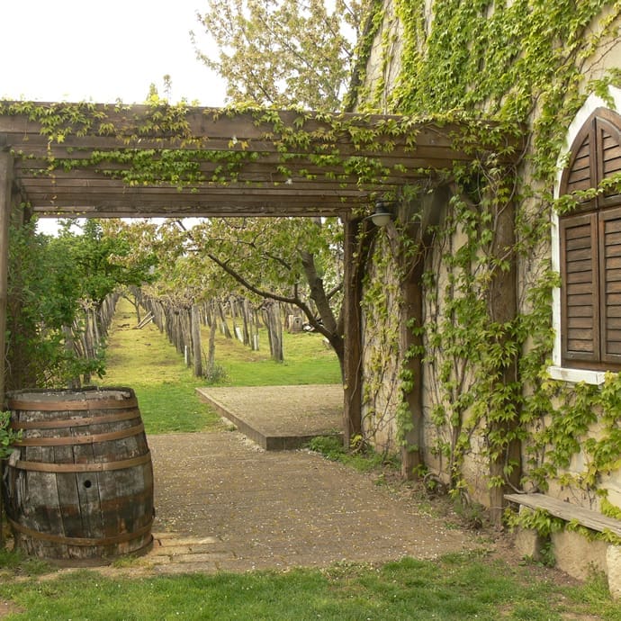 Vineyard and wine cellar in Etyek